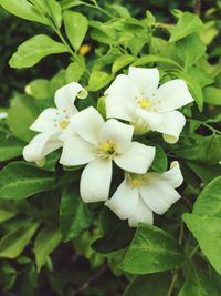 Close-up of white flowers