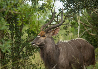 Deer standing in a forest