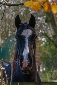 Close-up portrait of horse