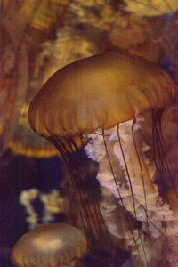 Close-up of jellyfishes swimming in aquarium