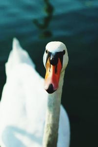 Close-up of duck swimming in lake