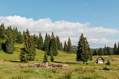 Trees on field against sky