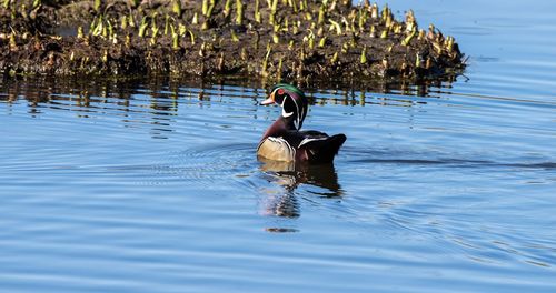 Side view of a bird in lake