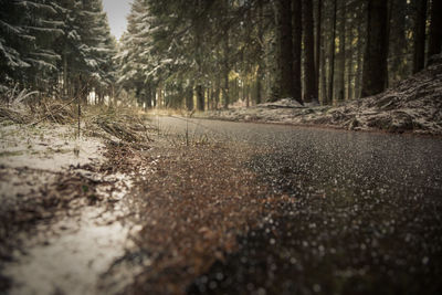 Surface level of road amidst trees in forest