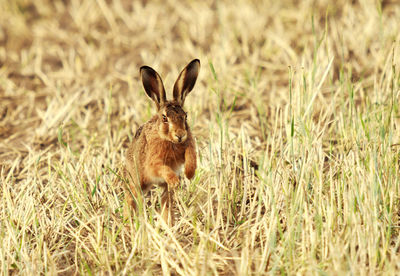 Cute field hare hops through a stubble field towards the camera