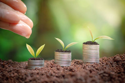 Close-up of person on potted plant