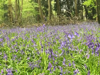 Purple flowering plants on field