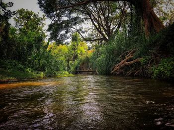 Scenic view of river amidst trees in forest