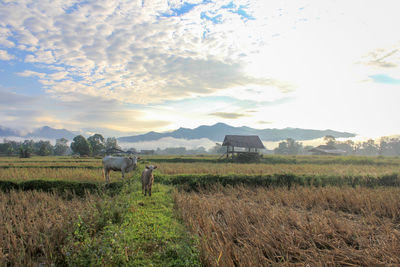 Scenic view of farm field against sky