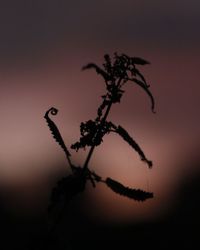 Close-up of silhouette plant against sky at sunset