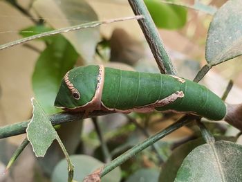 Close-up of insect on leaf