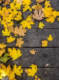 High angle view of yellow maple leaves on floorboard during autumn