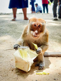 Monkey eating food outdoors