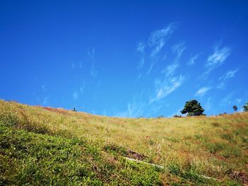 Scenic view of field against blue sky