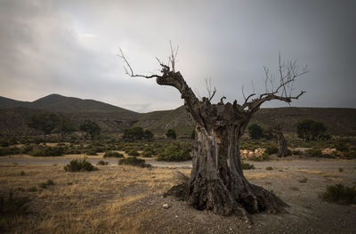 Landscape of tabernas desert with bare olive tree in almeria, spain, against sky