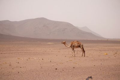 Horse in a desert