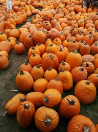 High angle view of pumpkins in field