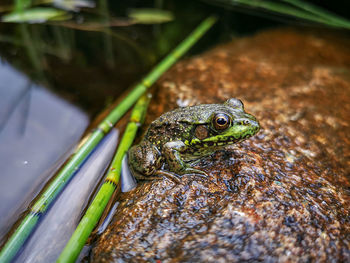 A frog at rest