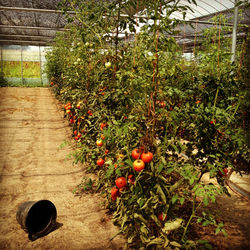 Close-up of fruit growing on tree