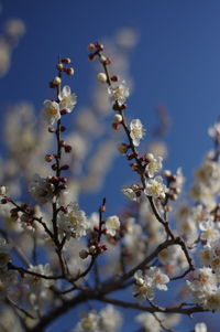 Low angle view of apple blossoms in spring