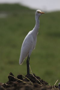 Close-up of bird perching on wood