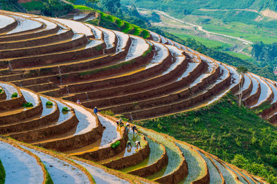 High angle view of agricultural field