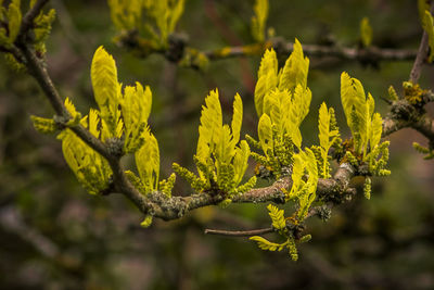Close-up of yellow flowering plant