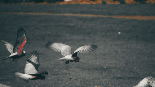 Birds flying over water