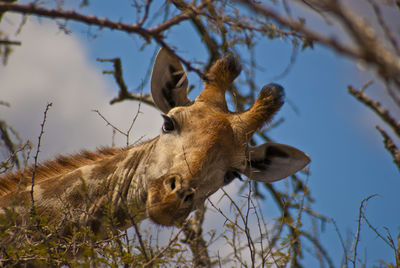 Giraffe looking down