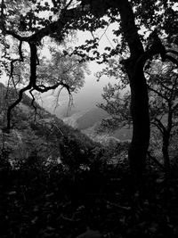 Trees in forest against sky