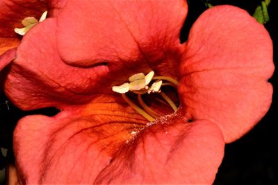 Close-up of pink hibiscus blooming outdoors