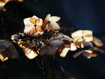 Close-up of wilted flower on plant
