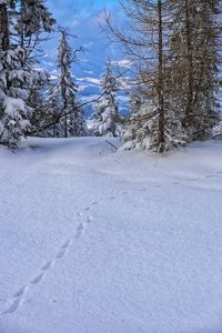 Bare trees on snow covered landscape