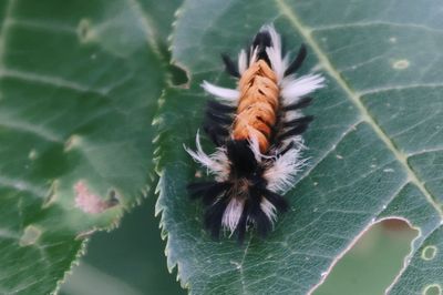 High angle view of insect on leaf