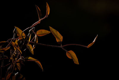 Close-up of plant against black background