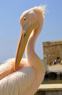 A pink pelican is a regular visitor to paphos harbour in cyprus