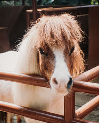 Close-up of horse