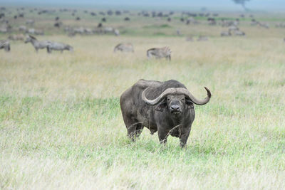 Buffalo standing on grassy land