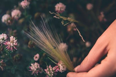 Cropped hand of person holding plant