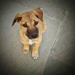 High angle portrait of dog sitting