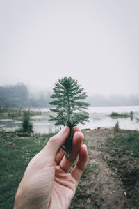 Cropped image of person holding plant against sky