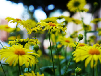 Close-up of yellow flowers blooming in park