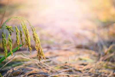 Close-up of crops on field