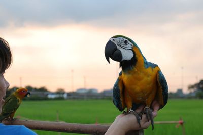 Woman holding macaw against sky during sunset