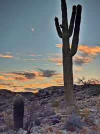 Cactus on wooden post on field against sky during sunset