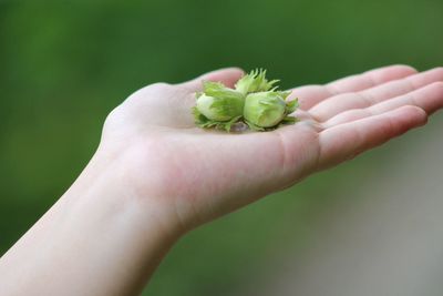 Close-up of cropped hand holding plant