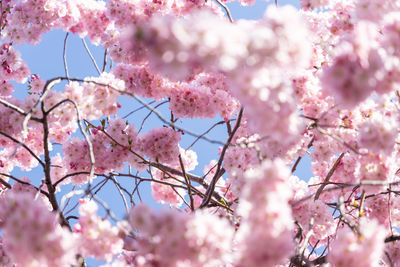 Low angle view of cherry blossom