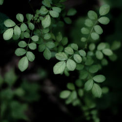 Close-up of fresh green leaves