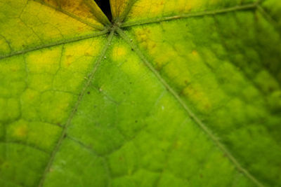 Full frame shot of leaves