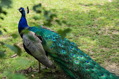 Peacock on a field